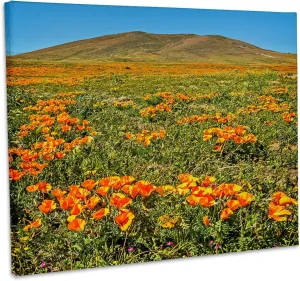 3dRose, California Poppy Field, Museum Grade Canvas Wrap 10x8