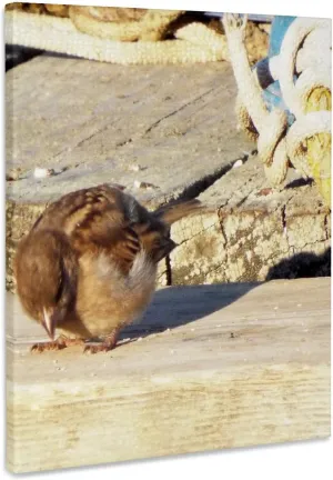 3dRose, Little Sparrow Eating Seed On Dock, Museum Grade Canvas Wrap 11x14