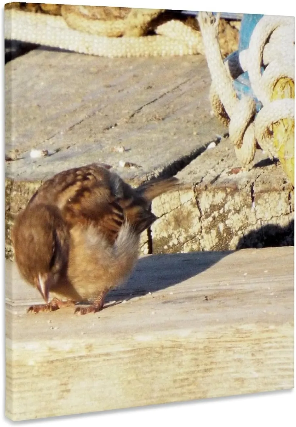 3dRose, Little Sparrow Eating Seed On Dock, Museum Grade Canvas Wrap 11x14