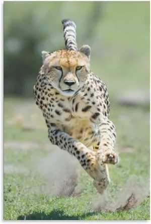 Animals Cheetah Grassland Running Canvas Poster Bedroom Decor Sports Landscape Office Room Decor Gift,Canvas Poster Wall Art Decor Print Picture Paintings for Living Room Bedroom Decoration 12x18inchs